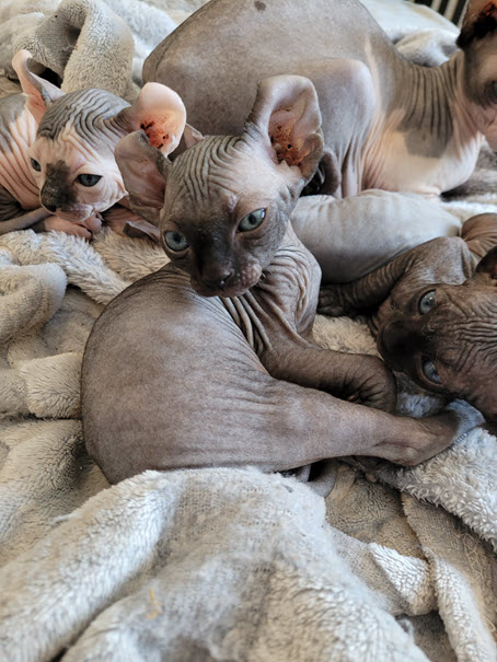 choosing a sphynx cat for ontario living