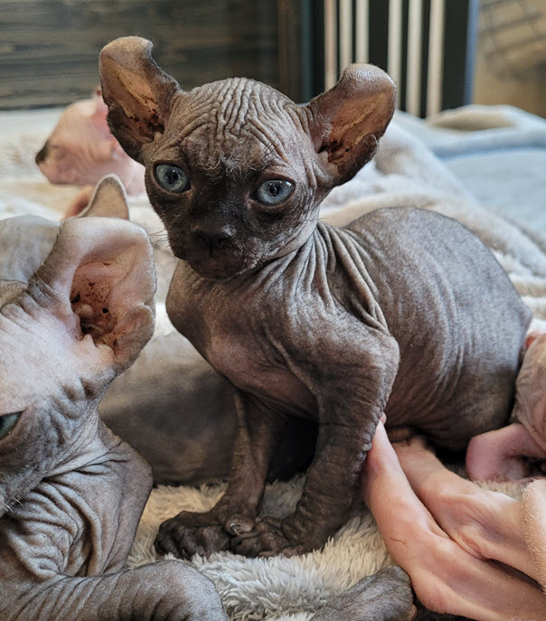 sphynx cat for sale in ontario