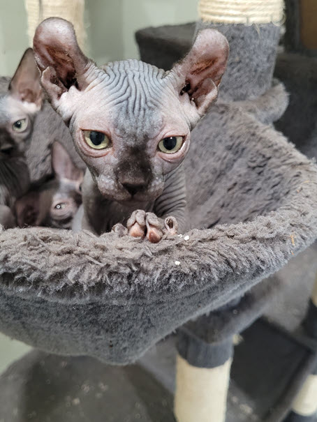sphynx cat ontario faq