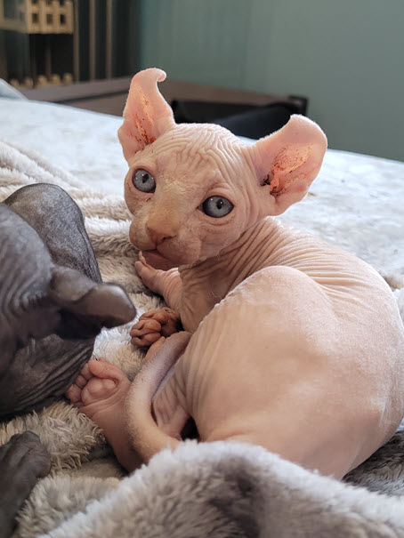sphynx cats available in ontario